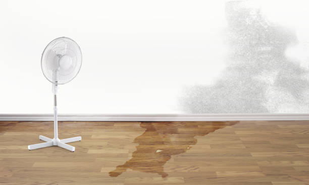 Best Water damage cleanup near me  in Forsyth, MO